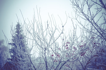 Trees in Winter Filtered