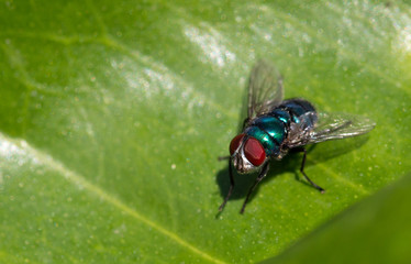 Fly on leaf