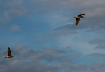 Seagulls on flight