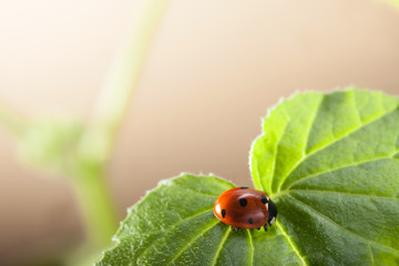 red ladybug on green leaf, ladybird creeps on stem of plant in spring in garden summer