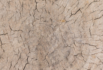 Wooden background  grunge wood board