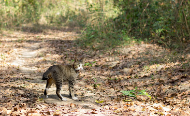 brown and black cat in the wild