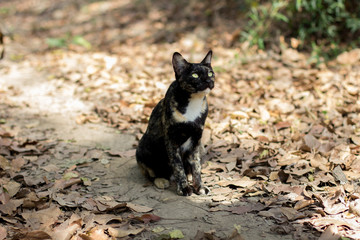 brown and black cat in the wild
