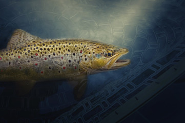 Brown wild trout under water. Fishing.