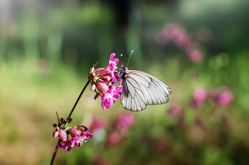 White butterfly on pink carnation flower