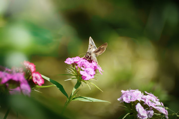 White butterfly on pink carnation flower