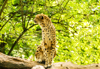 Portrait of cheetah.