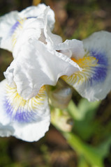 White with yellow and blue iris flower head close up