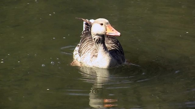 Im Gew&auml;sser der Raab bei Gleisdorf schwimmt eine russische Gans