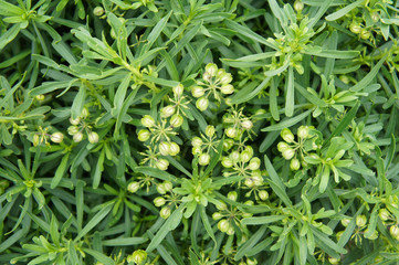 Euphorbia cyparissias green plant