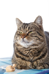 Tabby cat on white background