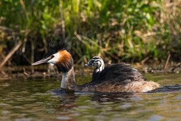 Great crested grebe