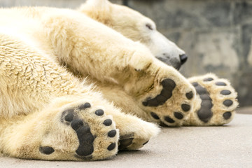 Paws of polar bear. Ursus maritimus.