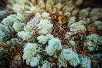 Florida Nature