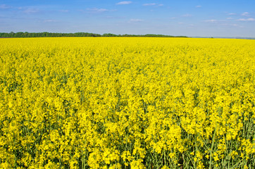 Fototapeta premium Bright cheerful spring landscape with yellow rape field