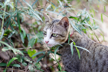 Obraz premium brown and black cat in the wild