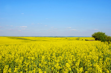 Bright cheerful spring landscape with yellow rape field