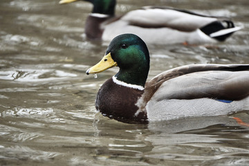 Male mallard duck floating on the lake in Poland.