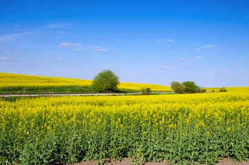 Incredible fun spring landscape with yellow rape field and bush against the sky with bands of clouds