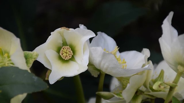 Die Bl&uuml;ten der Schneerosen zittern im Wind (Nahaufnahme)