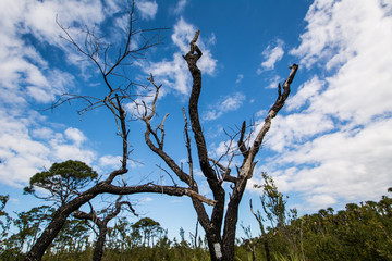 Florida Nature