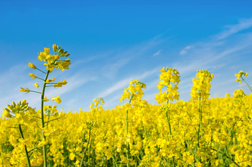 Fabulous spring landscape with flowers of rape middle of the field