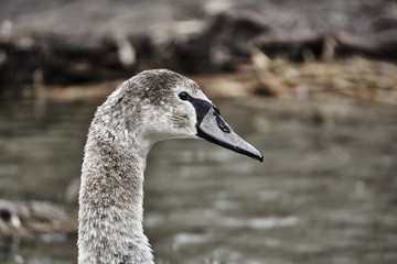 Portrait of a young swan floating on the lake in Poland.