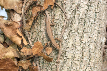 lucertola su un albero