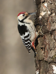 White-backed woodpecker on a tree