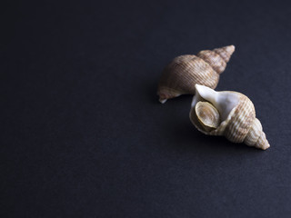 Boiled whelks isolated on black background
