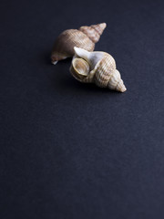 Fototapeta na wymiar Boiled whelks isolated on black background