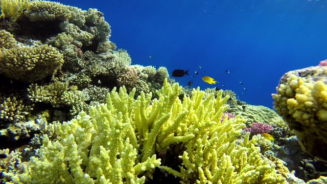 Tropical fish and coral reef. Underwater life in the ocean. Colorful corals and fish.

