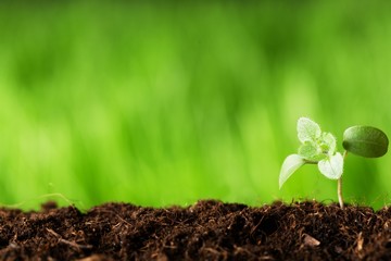 Growing sprout.