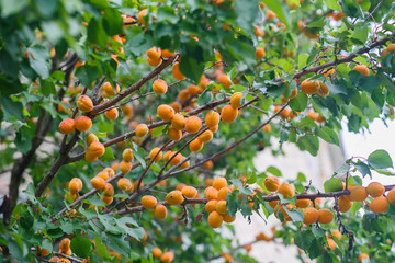 Branches full of many apricots