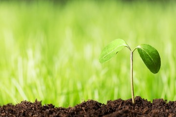 Growing sprout.