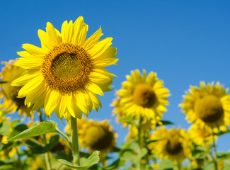 The charming landscape of sunflower against the sky