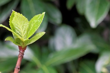 hydrangea flower bud, in spring