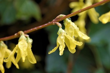 forsythia in spring after the rain 
