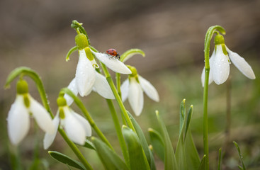 Obraz premium ladybug goes by the petal of snowdrop in close up view