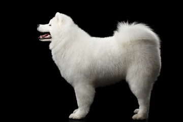 Furry Samoyed White Dog Standing isolated on black background, side view