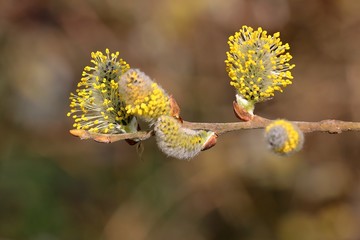Weidenkätzchen