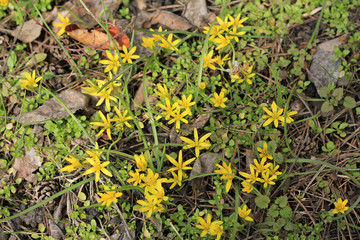 Background from small yellow flowers and honeybee.