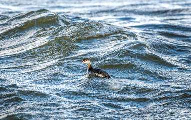 Horned Grebe swimming in the Chesapeake Bay