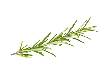 Fototapeta premium Fresh green sprig of rosemary isolated on a white background