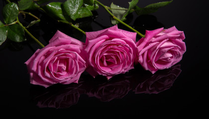 Pink roses isolated on black background. Mother's, Valentines, Women's, Wedding Day. Top view with copy space.  Place for text