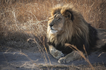 Fototapeta na wymiar Lion - the majestic creature 