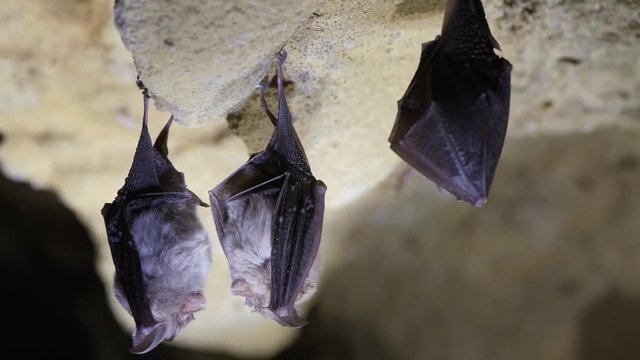 Lesser horseshoe bats (Rhinolophus hipposideros). Trio of rare bats about to take flight in a cave in Somerset, England, UK