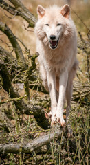 Obraz premium Smiling Wolf