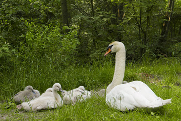 Famille de cygnes