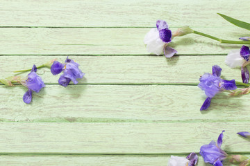 iris on blue wooden background